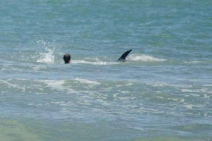 Monte Hermoso: Se bañaba en la orilla y apareció una orca