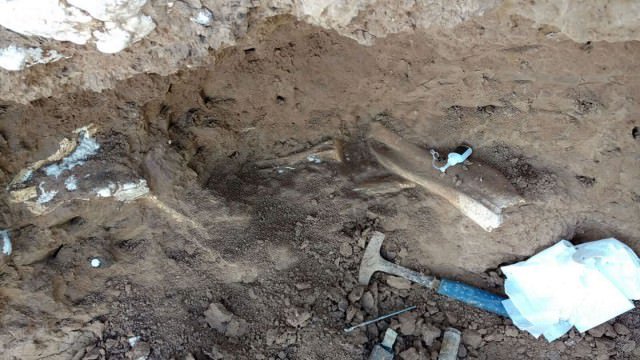 Encuentran restos fósiles de un animal extinto en San Eduardo del Mar