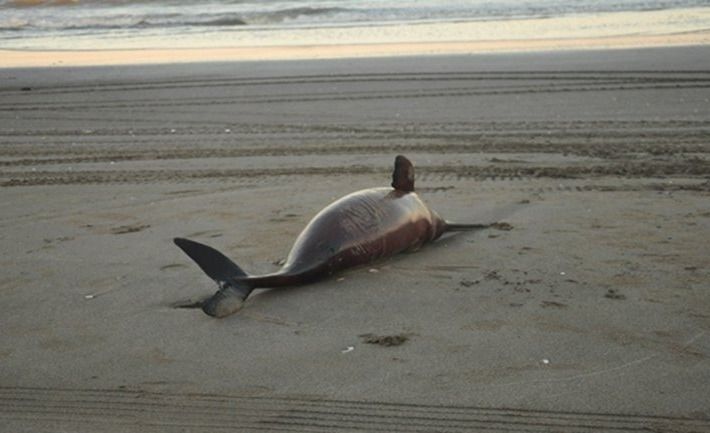 Aparecieron 23 delfines muertos en la Costa Atlántica