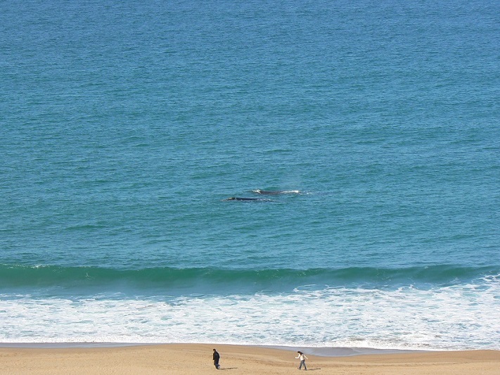 El avistaje de ballenas se instala como producto turístico en Miramar