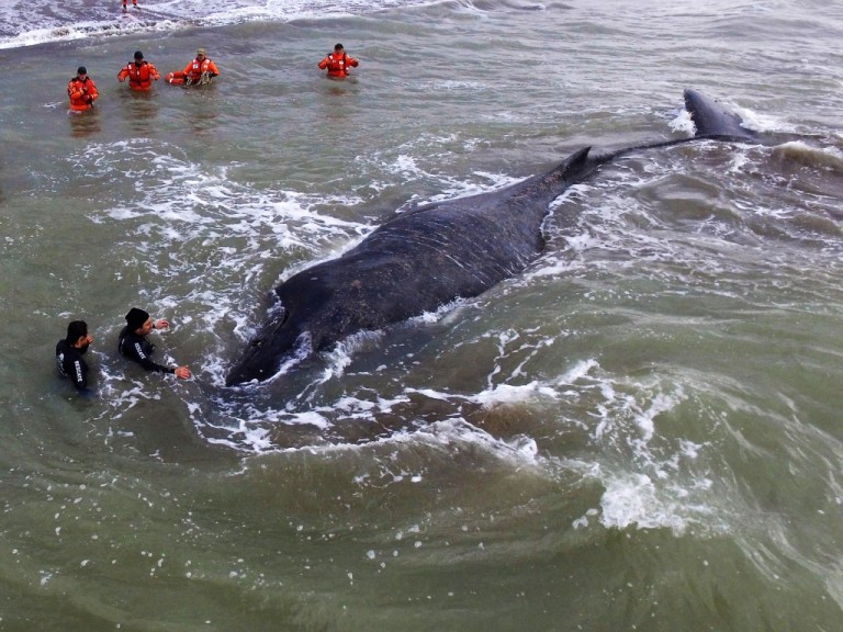 Apareció muerta la ballena que había quedado encallada en Mar del Tuyú