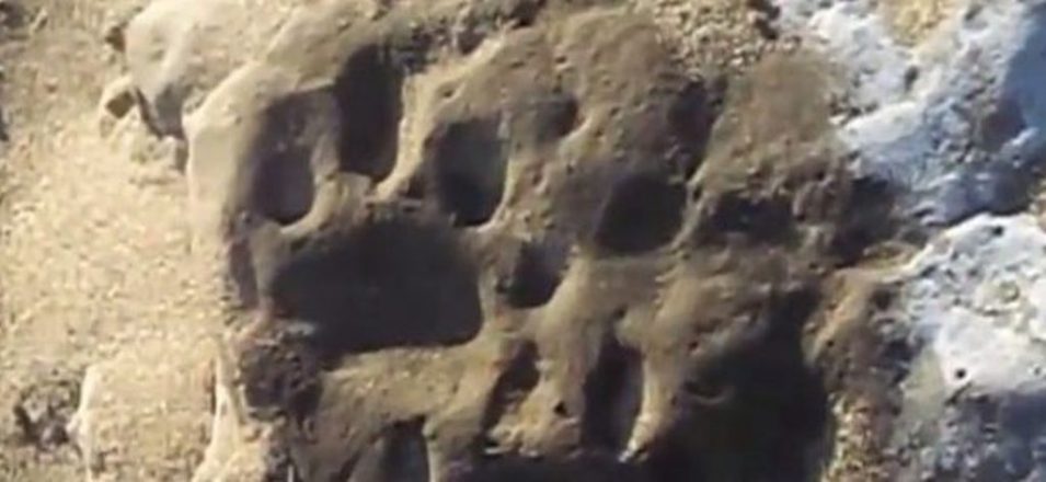 Hallan en Miramar huellas fosilizadas de un roedor gigante de hace 50 mil años