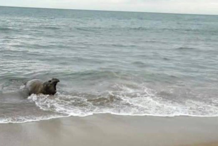 ¿Por qué aparecen elefantes marinos en las costas de Mar del Plata y Miramar?
