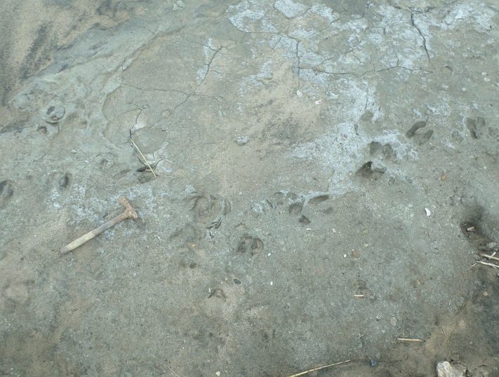 Hallan cientos de huellas fósiles en Miramar