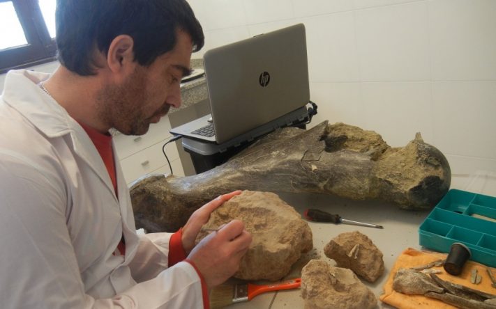 Encuentran restos de reptiles, gliptodontes, perezosos y más animales prehistóricos en Miramar