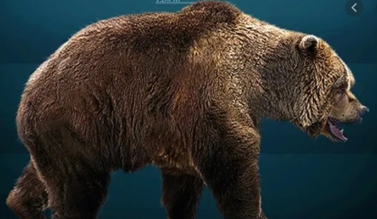 Descubrieron un oso de las cavernas de la Era del Hielo