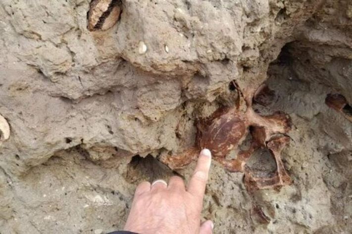 Encuentran en Mar Chiquita los restos fósiles de un megaterio