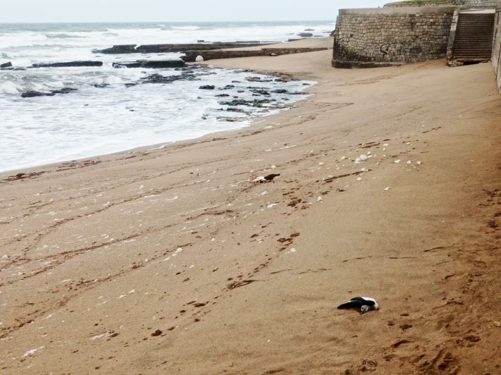 Aparecieron pingüinos muertos en las playas de Miramar y zona: aseguran que es un fenómeno estacional